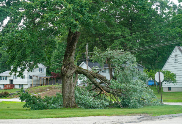 How Our Tree Care Process Works  in  Rodney Village, DE